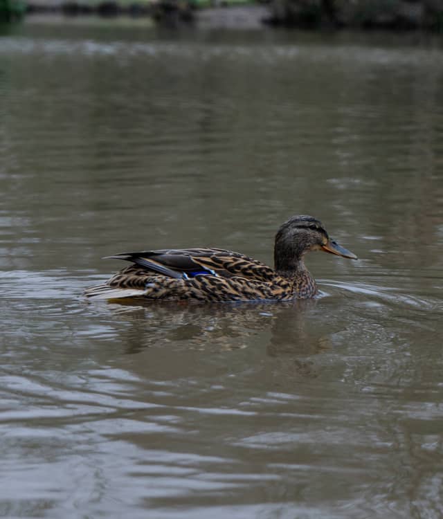 Hampshire Park Lake - Image 1