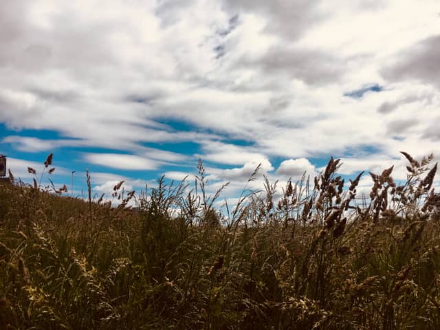 Darlington Roadside Meadow - Image 1