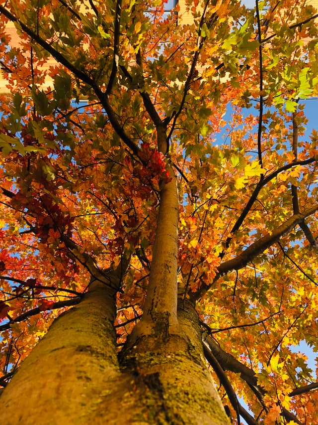 Darlington Autumn Canopy - Image 1