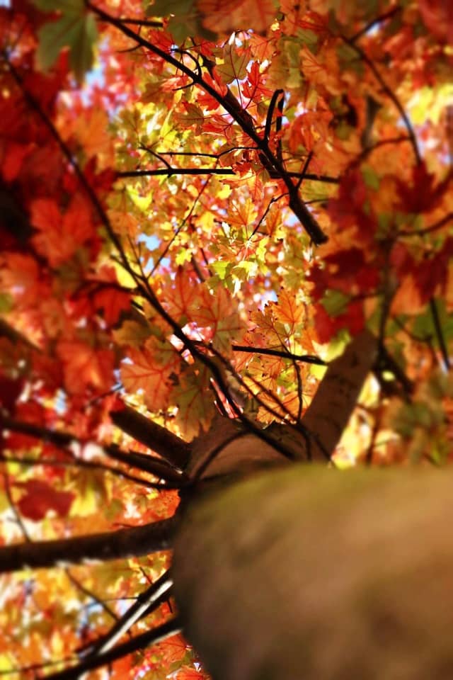 High Row Autumn Canopy - Image 1