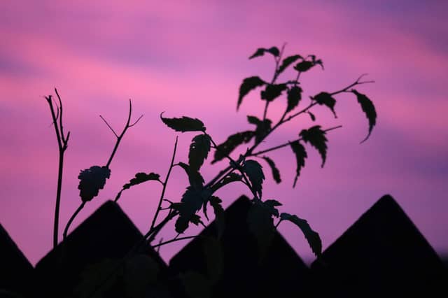 Darlington Garden Silhouette - Image 1