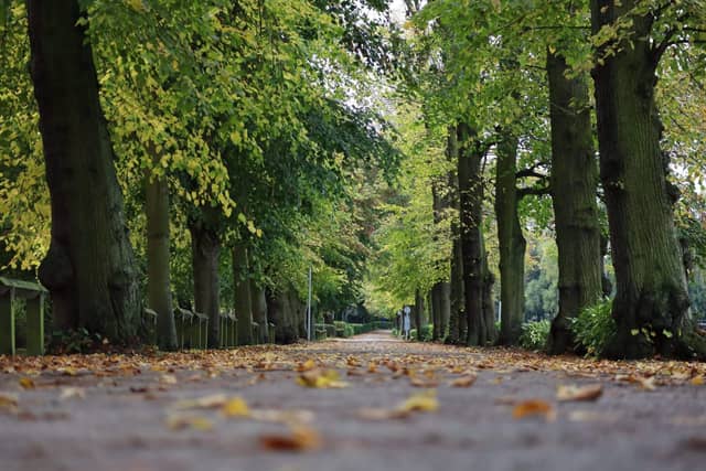 York Museum Gardens Tree Avenue - Image 1