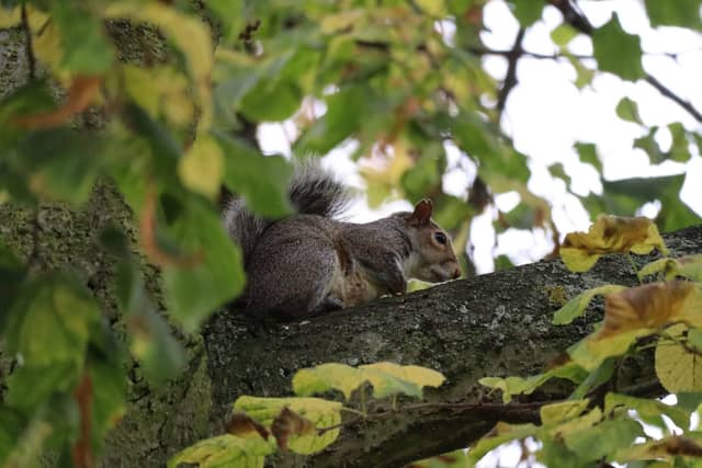 York Museum Gardens - Image 1