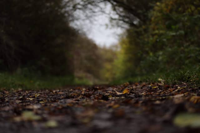 Blackwell Woodland Trail - Image 1