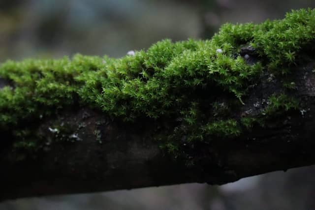 Tees Valley Woodland - Image 1