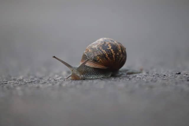 Hundens Lane Macro Walk - Image 1