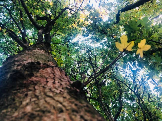 Darlington Urban Canopy - Image 1