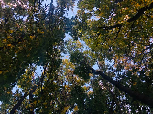 Darlington Tree Canopy - Image 1