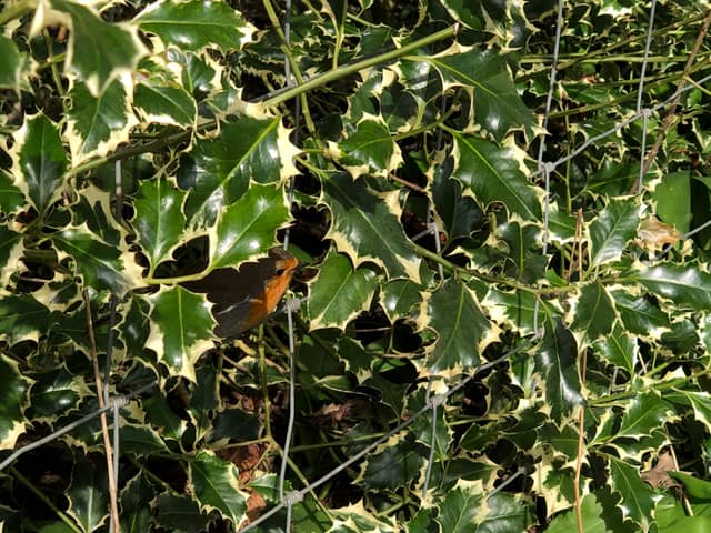 Middleton St George Hedgerow - Image 1