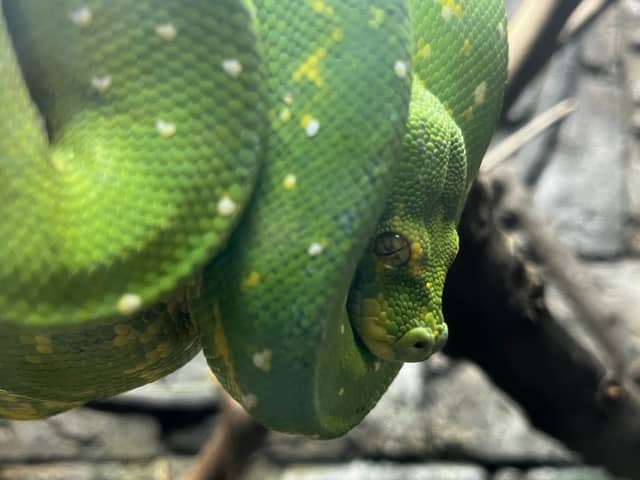Scarborough Reptile Exhibit - Image 1