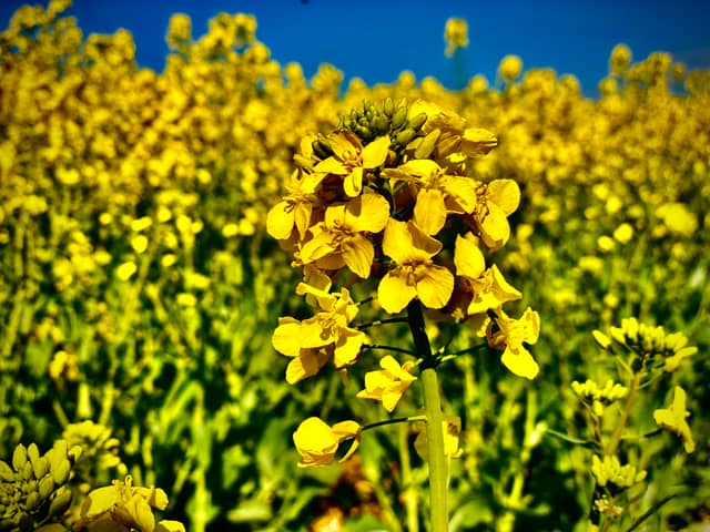 Blandford Forum Rapeseed Fields - Image 1