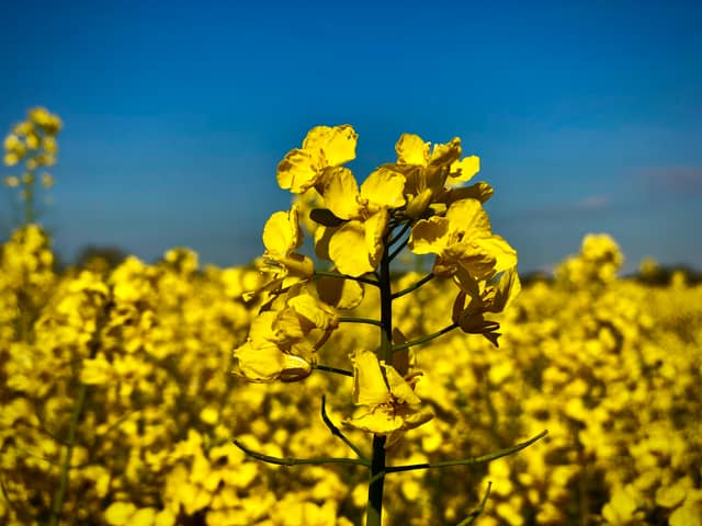 Tarrant Rushton Rapeseed Fields - Image 1