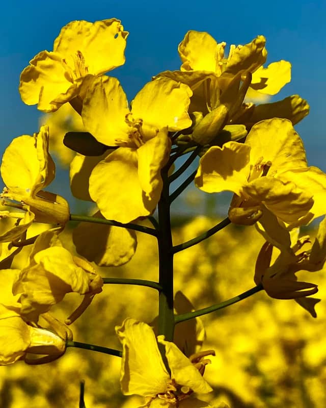 Stourpaine Rapeseed Fields - Image 1