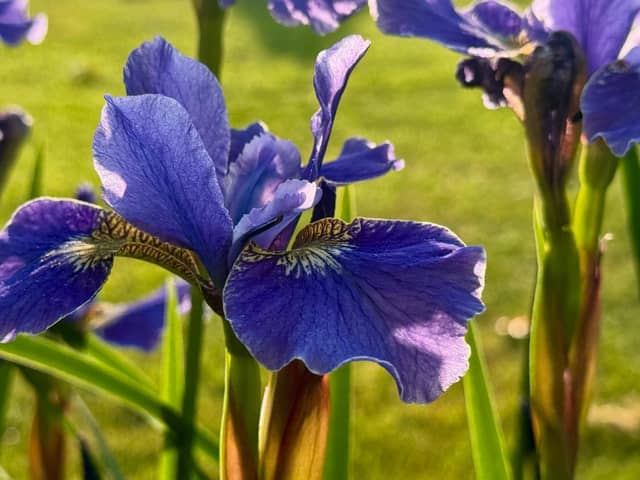 Stourpaine Village Garden - Image 1