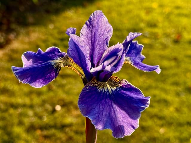 Stourpaine Village Garden - Image 1