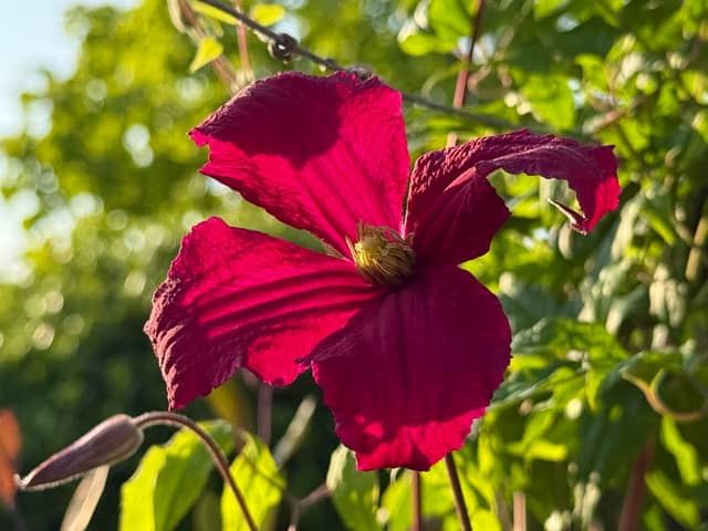 Stourpaine Village Garden - Image 1