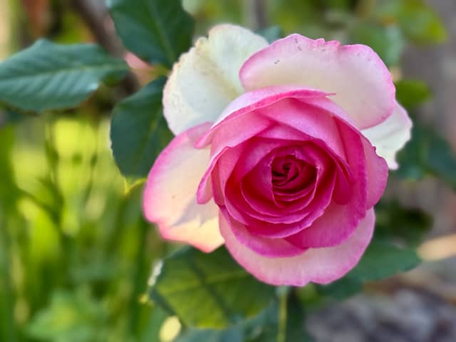 Stourpaine Village Gardens - Image 1
