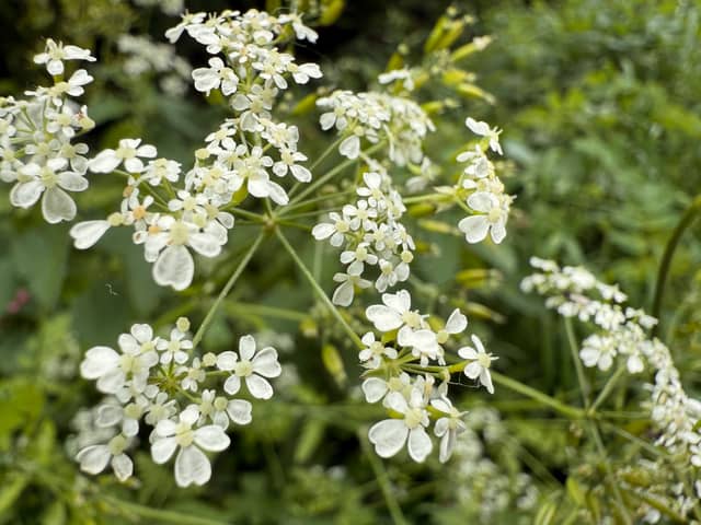 Dorset Countryside Hedgerow - Image 1