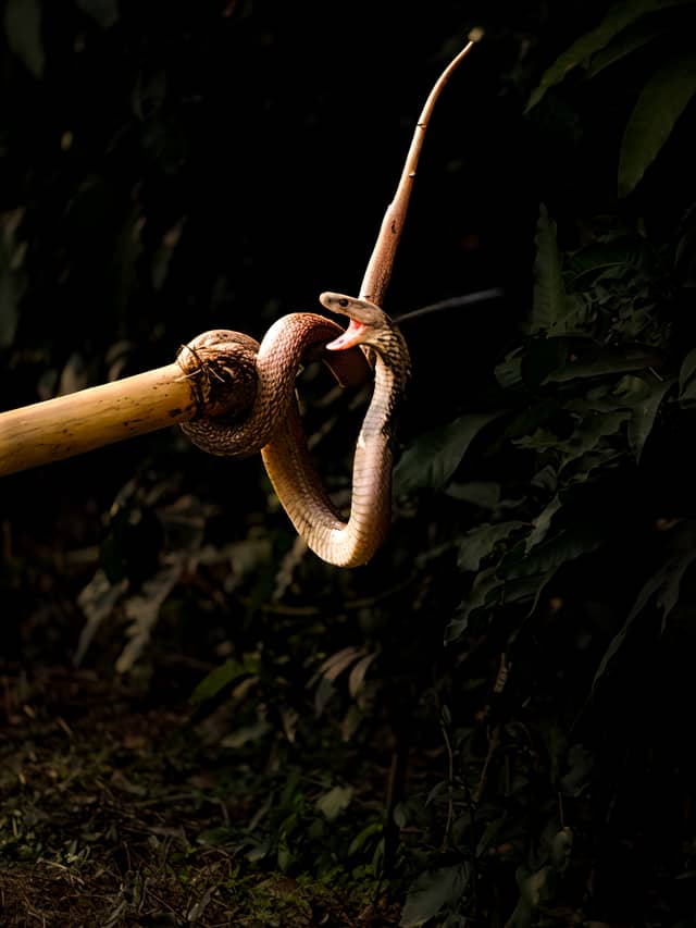 Mansi Wildlife Habitat - Image 1
