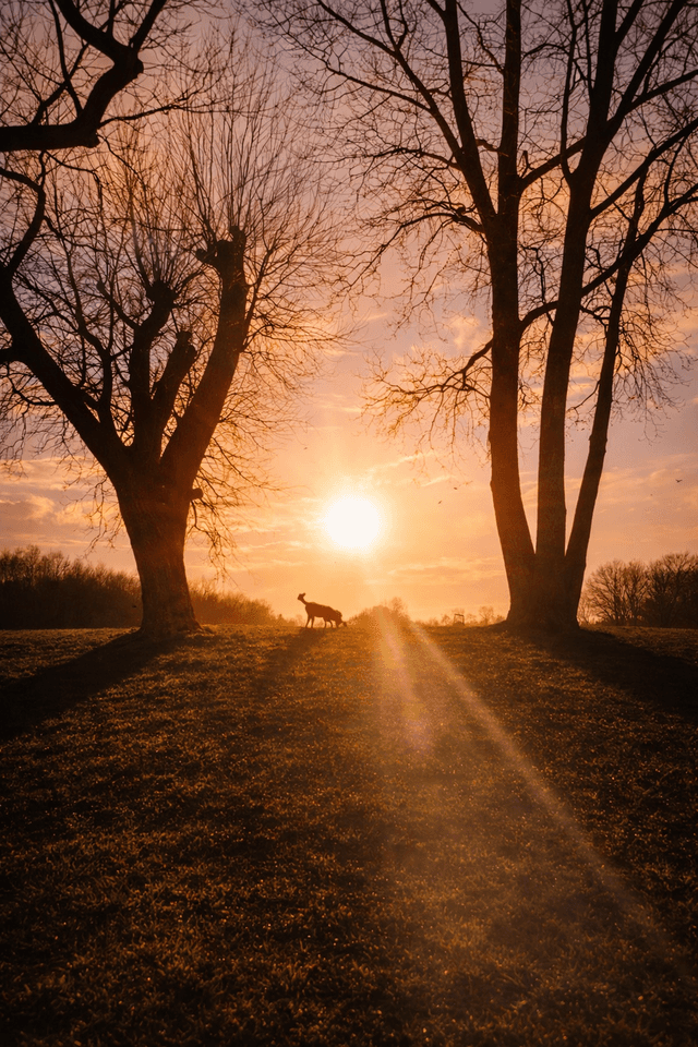 Taunton Meadow Sunset - Image 1