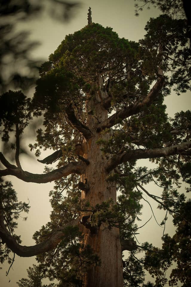 Calaveras Big Trees State Park - Image 1
