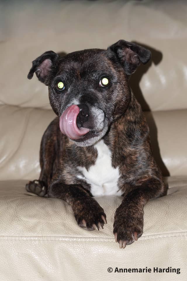 Goole Residential Pet Portrait Spot - Image 1