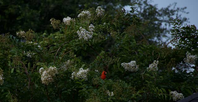 Denham Springs Garden Wildlife - Image 1