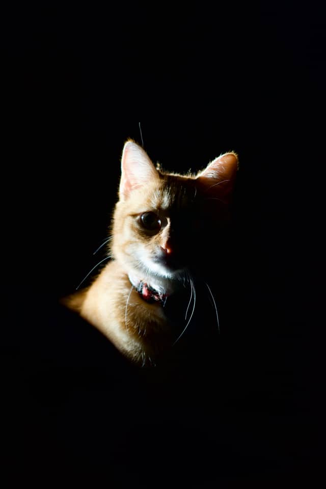 Low-Key Portrait Studio - Image 1