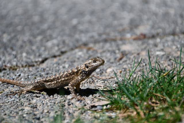 French Gulch Wildlife - Image 1