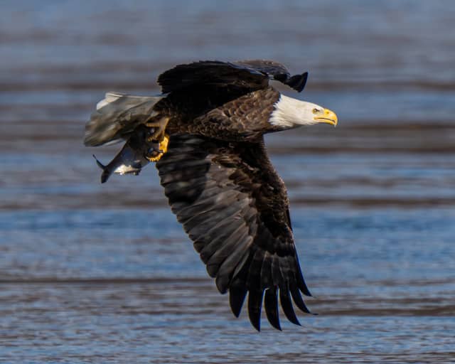 Conowingo Dam Fisherman's Park - Image 1
