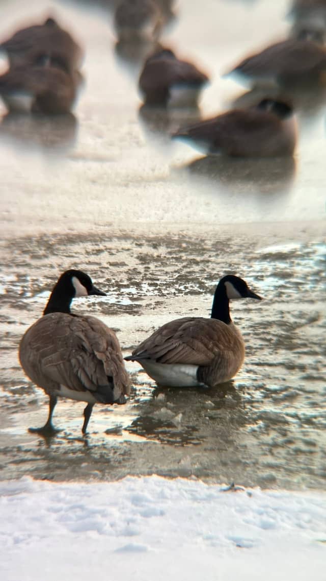 Winter Waterfowl Pond - Image 1