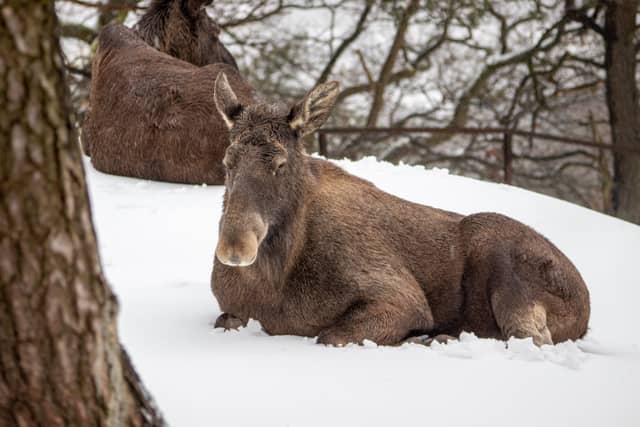 Slottsskogen Park Moose Enclosure - Image 1