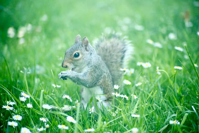 Tunbridge Wells Garden Wildlife - Image 1