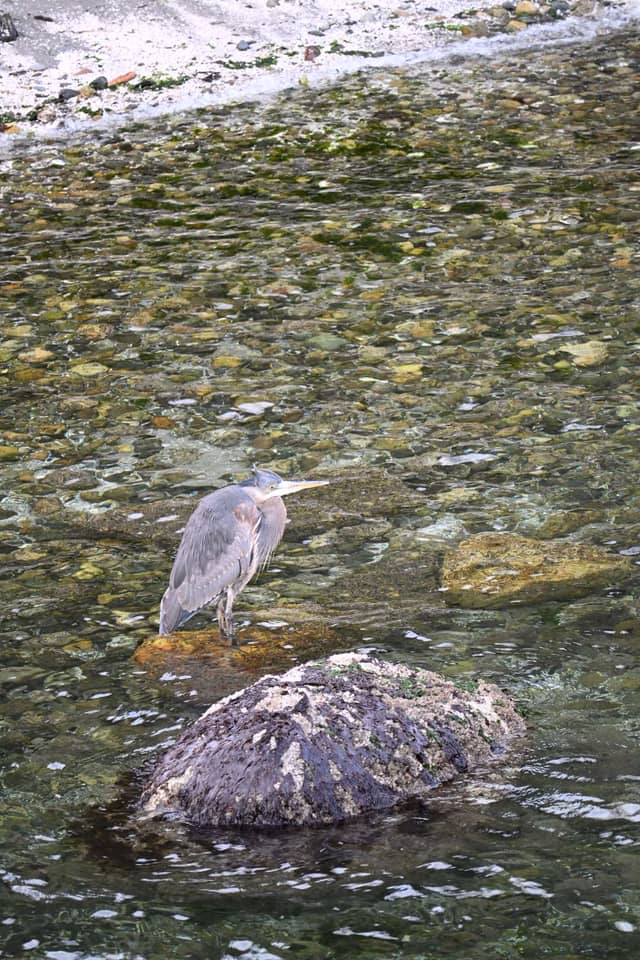 Suquamish Shoreline - Image 1