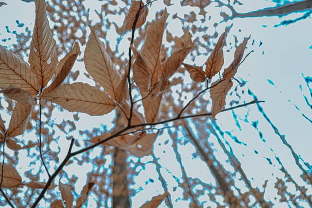 Murray Woodland Canopy - Image 1