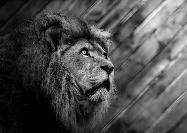 Colchester Zoo - Image 1