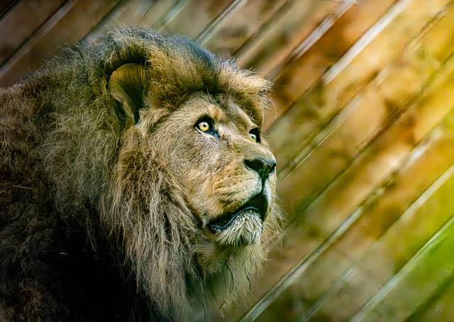 Colchester Zoo - Image 1