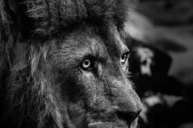 Colchester Zoo - Image 1