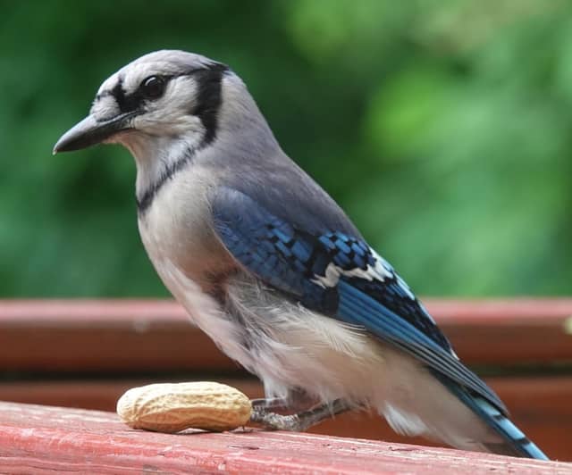 Cincinnati Backyard Birding - Image 1