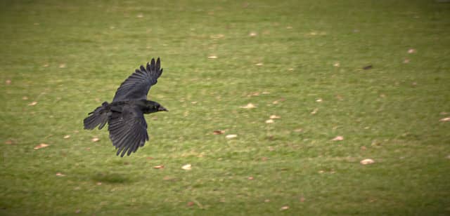 Knutsford Parkland - Image 1
