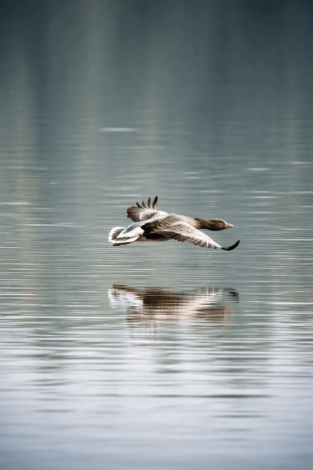 Rutland Water Nature Reserve - Image 1