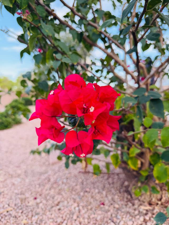 Ocotillo Desert Blooms - Image 1