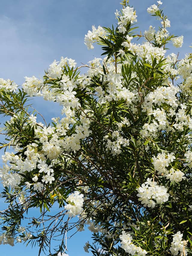 Alma School Road Oleander Blooms - Image 1