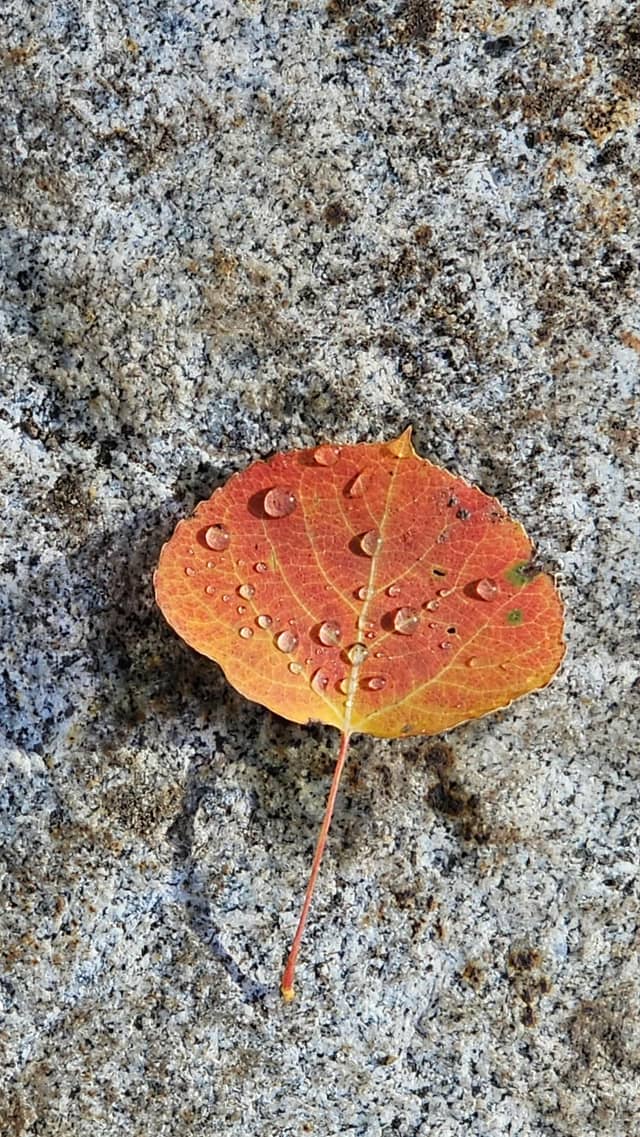 Fourmile Road Nature Details - Image 1