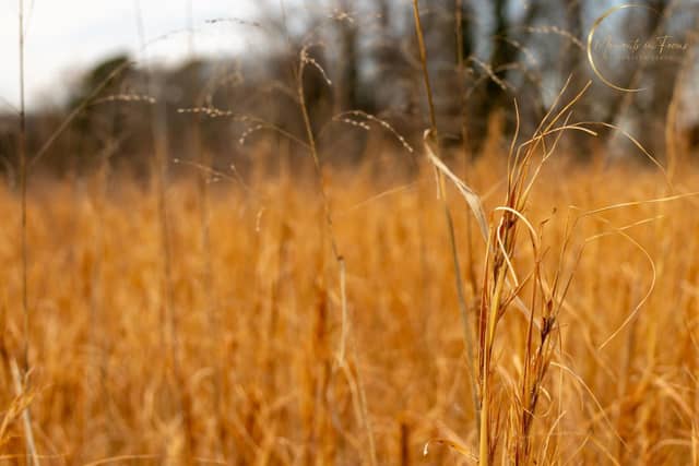 Point Lookout Golden Fields - Image 1