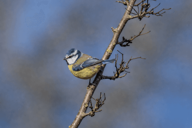 Kettering Garden Wildlife Spot - Image 1