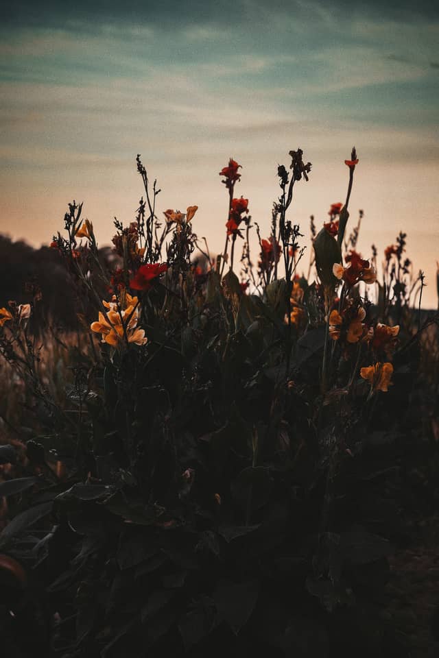 Newton Floral Sunset Overlook - Image 1