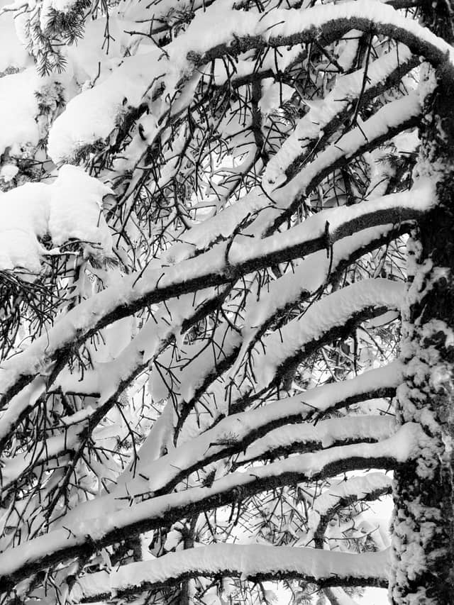 Scarsdale Winter Pines - Image 1