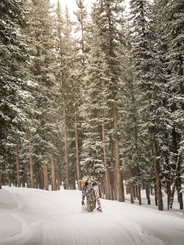 Brighton Backcountry Forest - Image 1