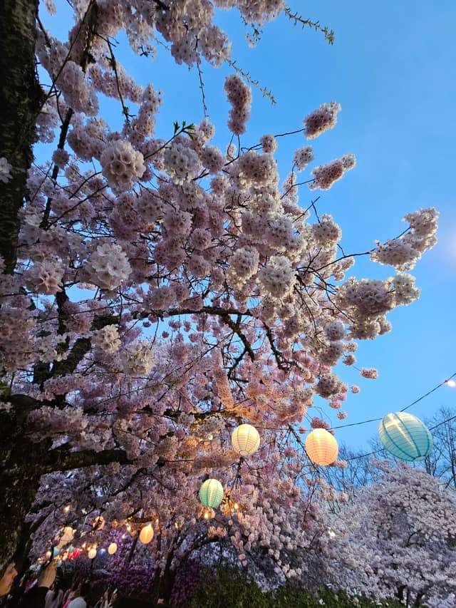 Oregon State Capitol Cherry Blossoms - Image 1